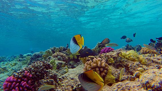 Ras Mohamed National Park jeep tour from Sharm