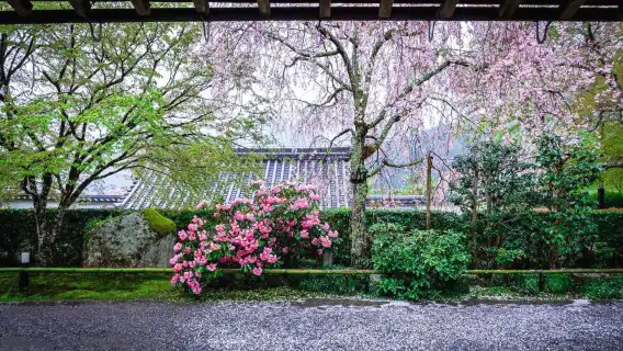 日本京都嵐山+三千院+貴船神社一日遊【可選9人精品小團/可選酒店上門接送 中文司導 純玩無購物】