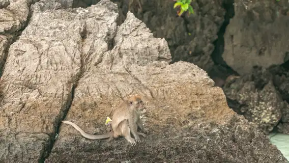プーケット発:ピーピー諸島、マヤ湾&カイ島日帰りツアー|無料Wi-Fi|パワーカタマラン