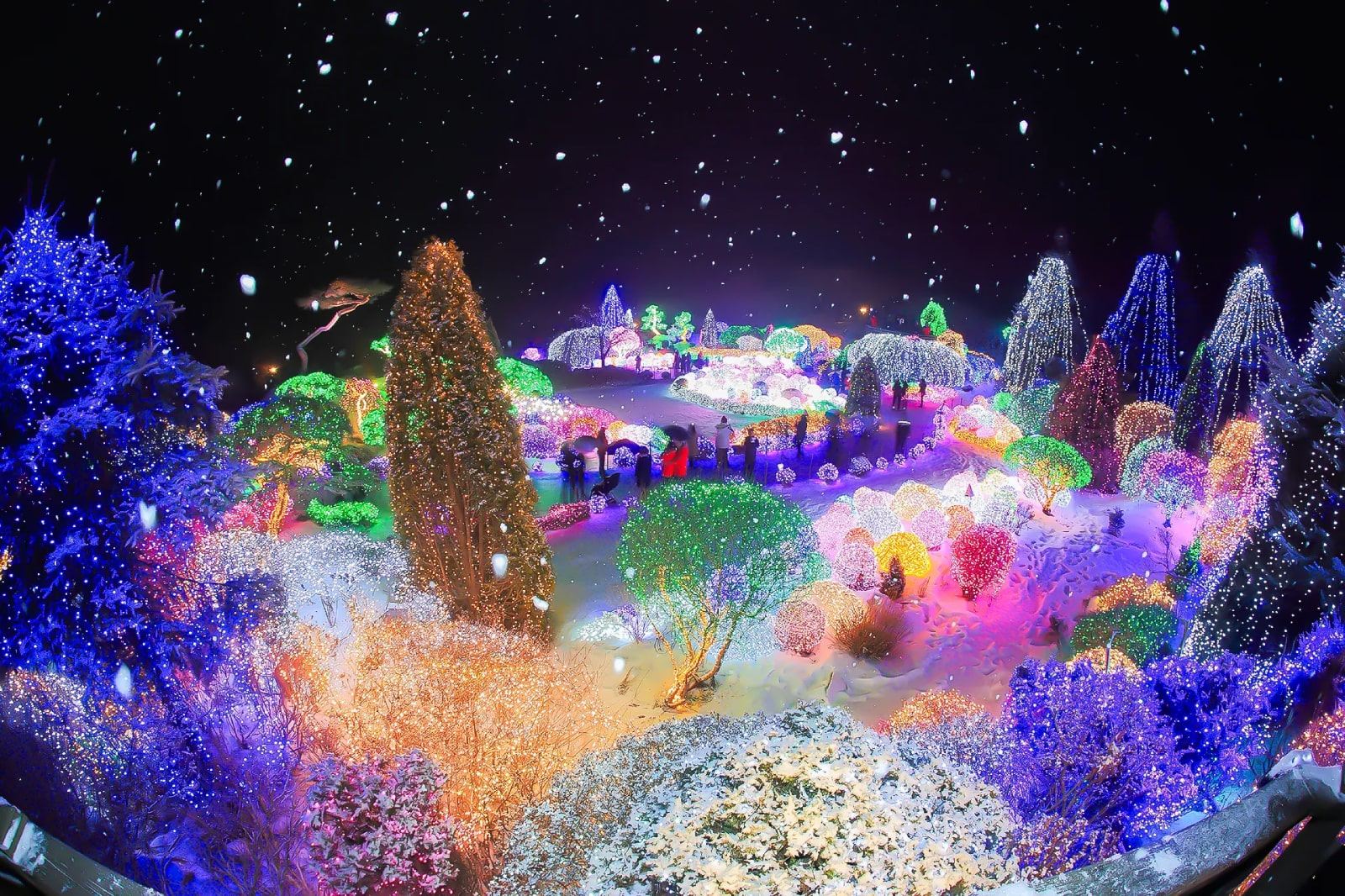 Winter Limited|Yufei Valley Glacier, Nami Island, and the Garden of Morning Calm Night Light Festival