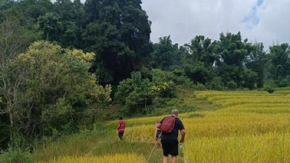 Chiang Mai: Công viên đi bộ đường dài Doi Inthanon và Khu bảo tồn voi