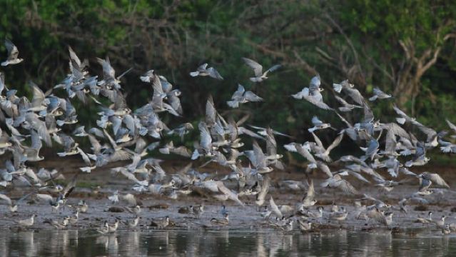 Negombo:Dutch Canal, Lagoon, Muthurajawela Private Boat Tour