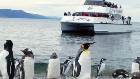 Ushuaia: Beagle Channel Penguin Colony Tour