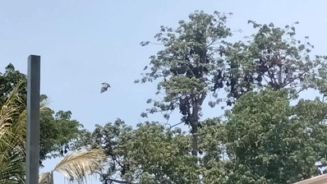 馬德望：蝙蝠洞一日遊含竹火車體驗