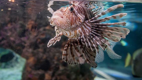 Aquarium of Genoa Ticket and Whale Watching Cruise