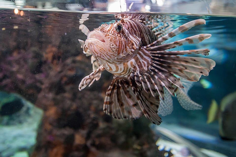 Biglietto Acquario di Genova e Crociera Whale Watching