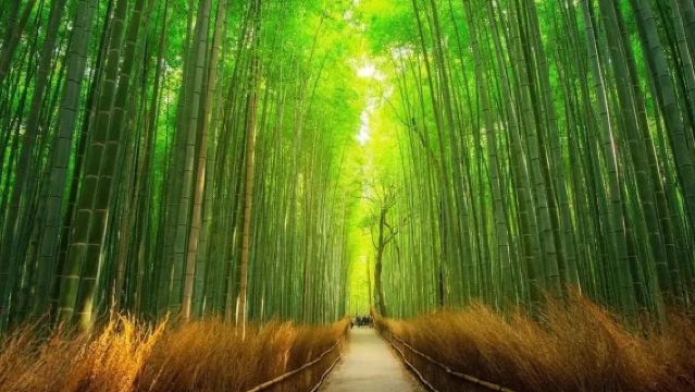 Lawatan sehari Kyoto Sanzen-in-Kurama-dera-Arashiyama|Pilihan pengangkutan dari pintu ke pintu|Kumpulan kecil 13 orang