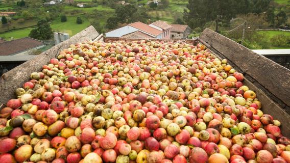 Asturias Cider Origins Experience