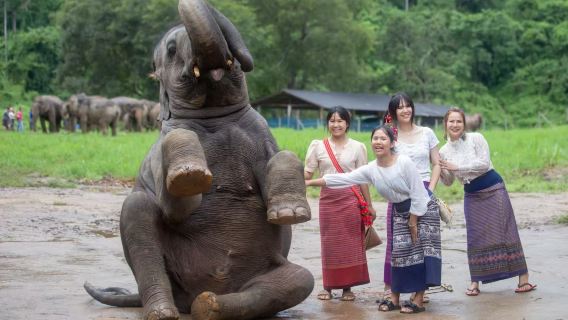 [OFFICIAL] Chokchai Elephant Camp Original|elephant care|sightseeing adventure include transfer