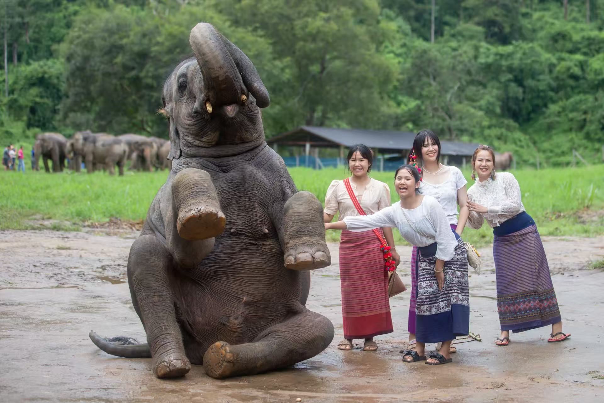 [UFFICIALE] Chokchai Elephant Camp Original|Cura degli elefanti|avventura turistica include trasferimento