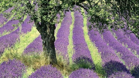 Gorges of Verdon and Fields of Lavender Tour