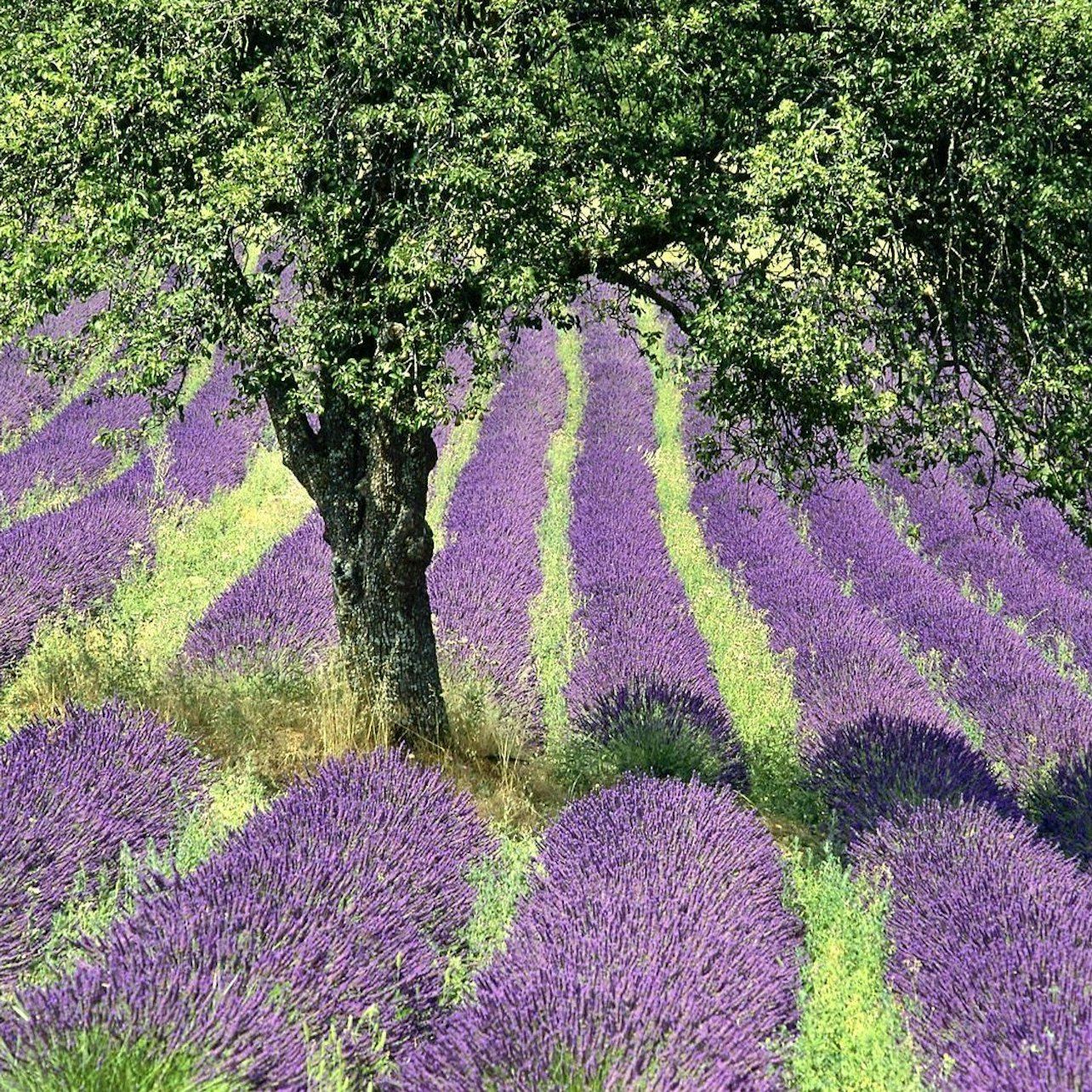 Gorges of Verdon and Fields of Lavender Tour