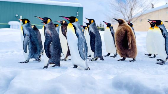 Hokkaido Asahiyama Zoo + Ningle Terrace + Shirahige Waterfall Day Tour|Free zoo admission ticket