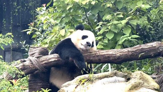 [Chengdu Panda Base + Sanxingdui] 10-uur durende gecharterde autovervoer|Gemakkelijke reis|Ophalen en afleveren aan huis