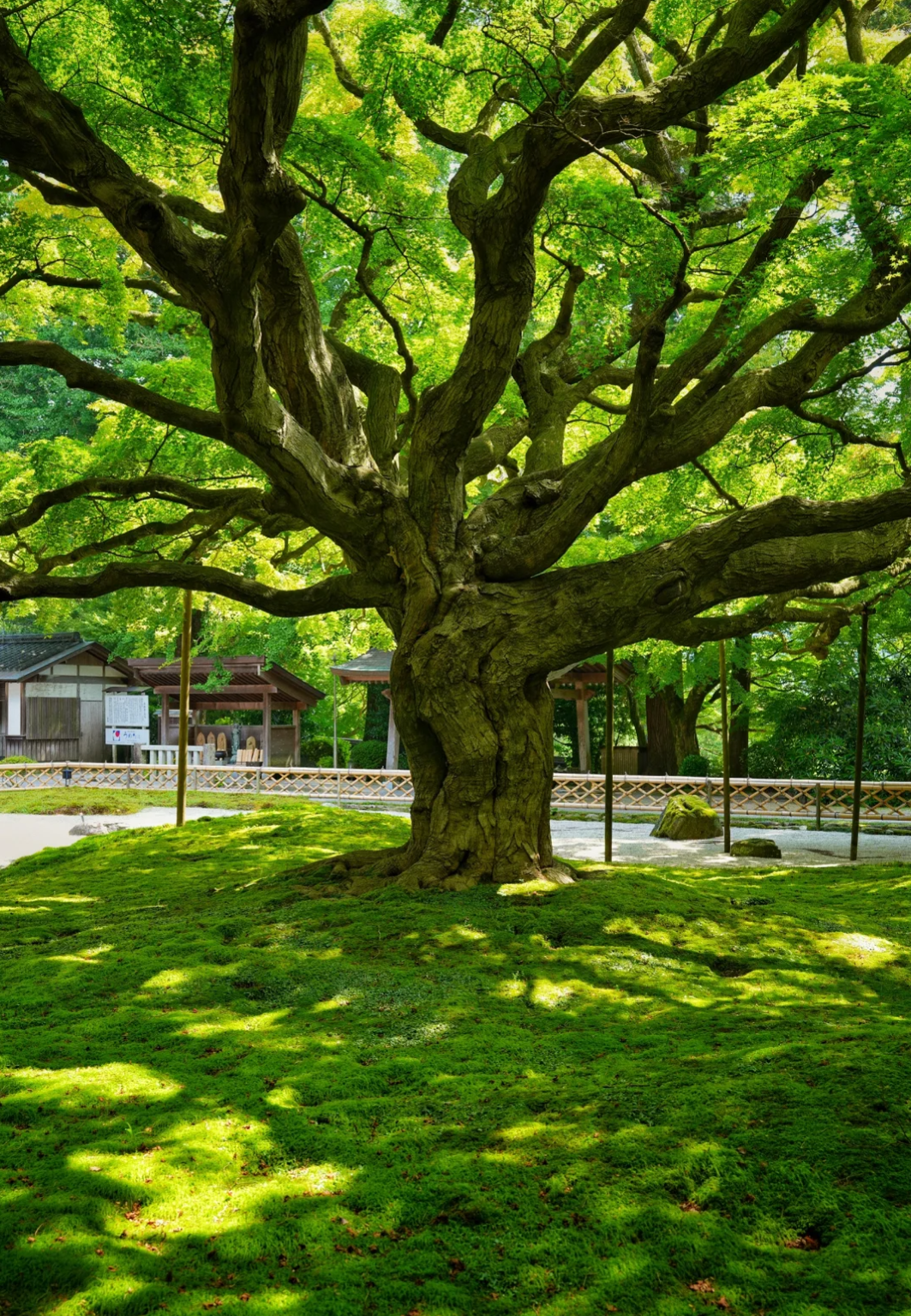 日本 九州糸島秘境-千如寺龍貓森林步道夫婦岩福岡塔一日遊