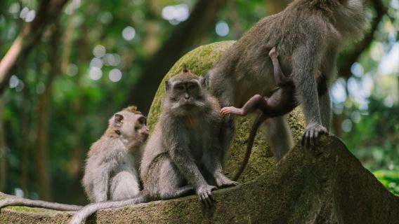 Air Terjun Tegenungan, Bali Jungle Swing, Hutan Monyet Ubud, Teres Sawah|Lawatan Ubud