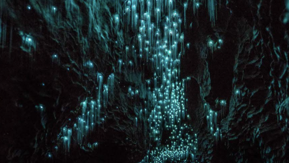 紐西蘭奧克蘭-霍比特村-懷託摩螢火蟲洞【中文專車-愜意舒適】