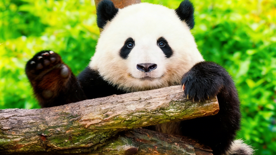 ทัวร์วันส่วนตัวในปักกิ่งไปกำแพงเมืองจีนด่านมู่เถียนอวี้และสวนแพนด้าที่สวนสัตว์ปักกิ่ง