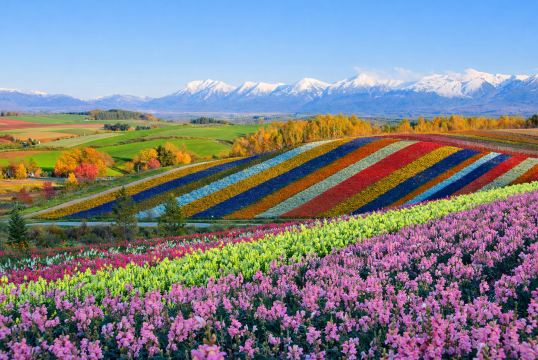 Depart from Sapporo | Furano lavender fields · Panoramic flower