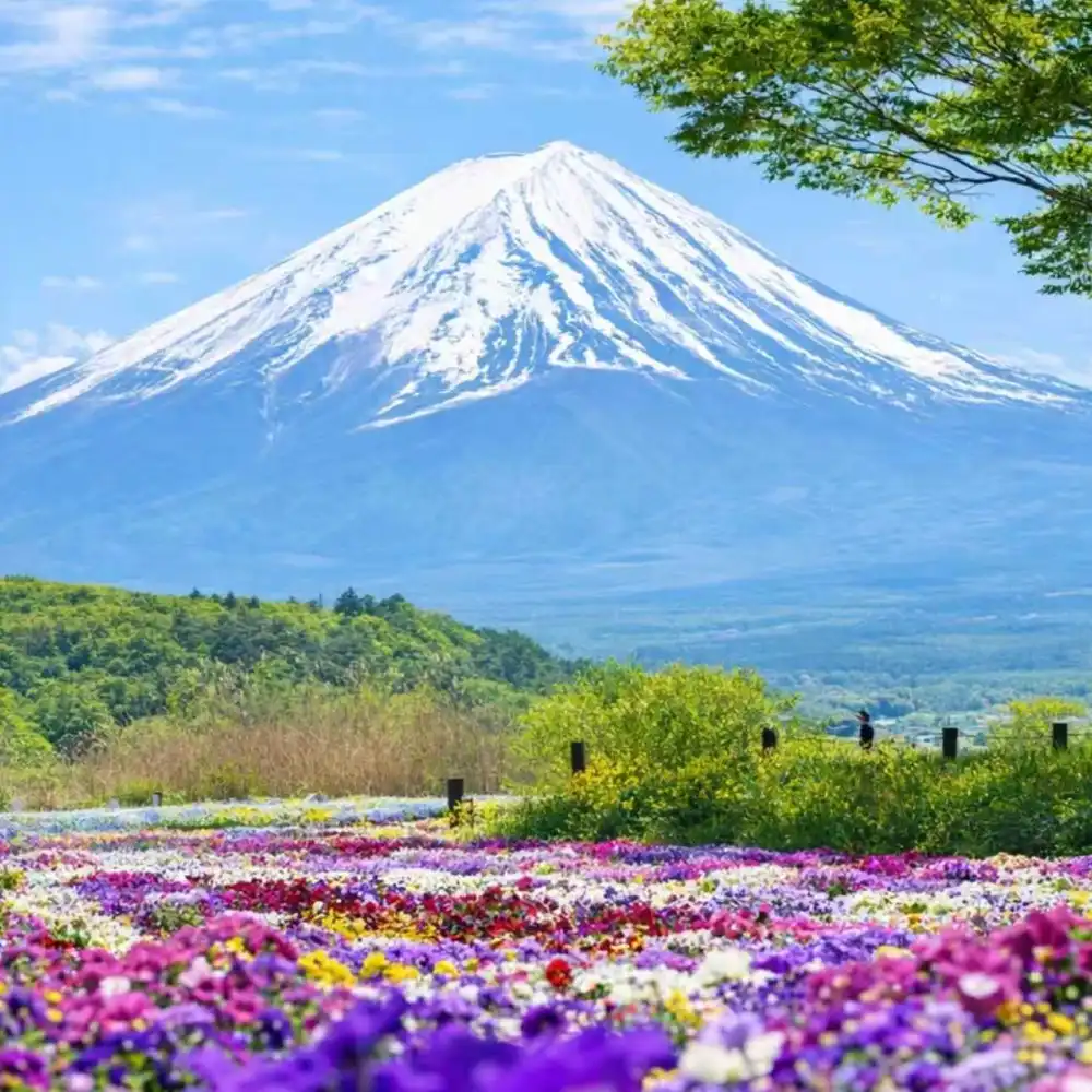Mount Fuji TourKawaguchiko • Yamanakako • Lawson • Hikawa Clock