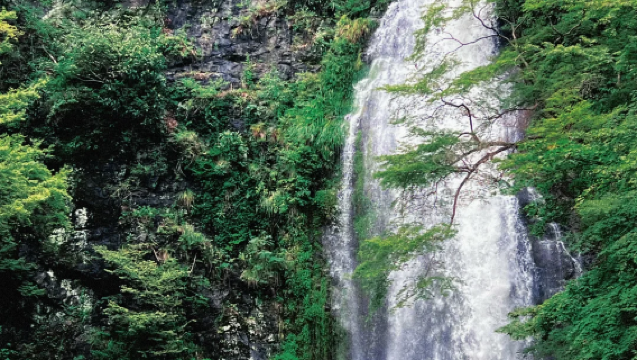 大阪來回｜箕面公園·貴船神社·平等院·宇治古跡（不含門票）