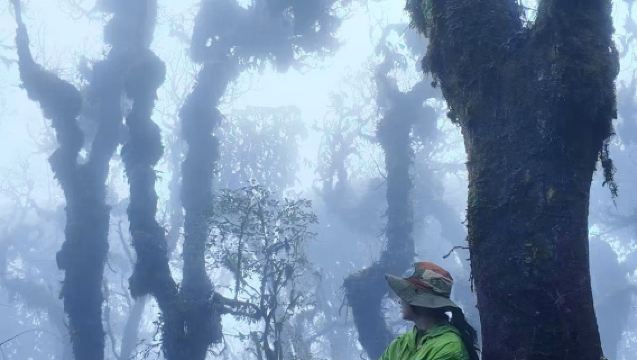 Lawatan Sehari Mendaki Gunung Gaoligong Tengchong (Turun terus ke Hutan Bulu 5-8km)