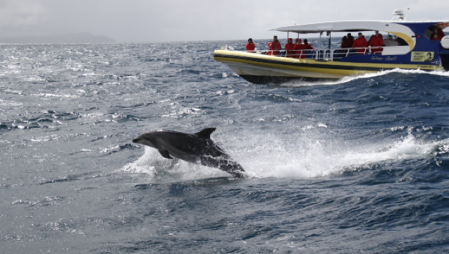 Crociera selvaggia di 3 ore a Bruny Island in Tasmania [Partenza opzionale da Kettering/tour di un giorno da Hobart e altre località]