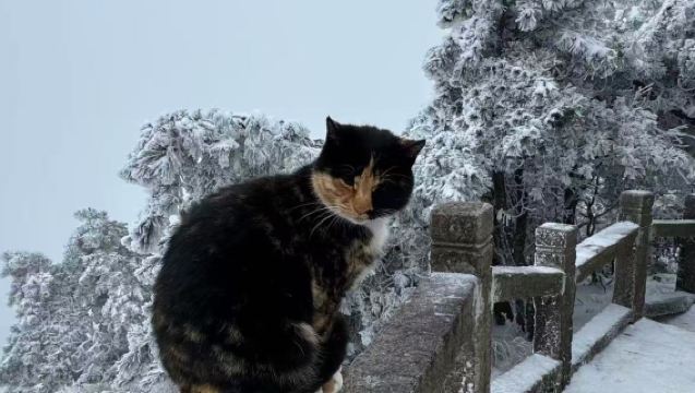 Jiuhua mountain accompanying guide - A distant morning bell brings peace to the heart - Route guide | Inquiries welcome