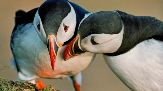Iceland Reykjavik round-trip: Summer exclusive | RIB speedboat puffin watching tour | Explore magnificent sea cliffs and islands, admire nesting birds