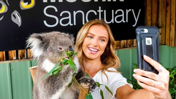From Melbourne:Phillip Island Penguin Parade & Wildlife Tour