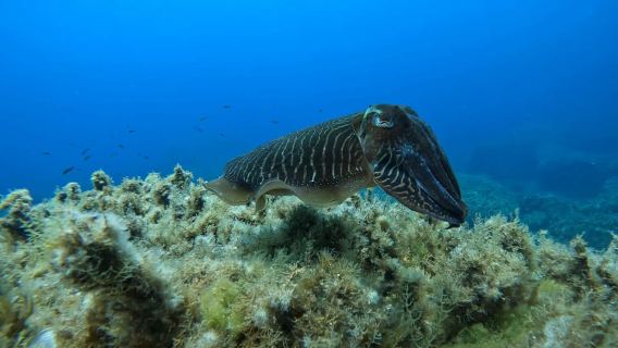 Gozo: Discover Scuba Diving Experience for Beginners