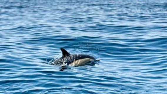 Lagos: Benagil Cave & Dolphin Watching with Marine Biologist