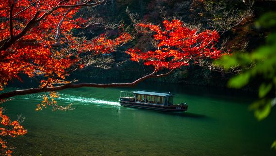 京都：嵐山竹林－渡月橋－桂川－天龍寺（入場券込）－2時間の秋景色ツアー