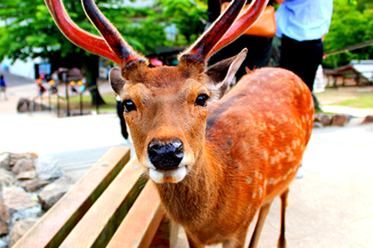 大阪奈良公園+宇治市平等院+東大寺一日遊