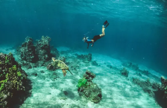 斯里蘭卡尼甘布體驗潛水浮潛3小時[Snorkeling in Negombo]