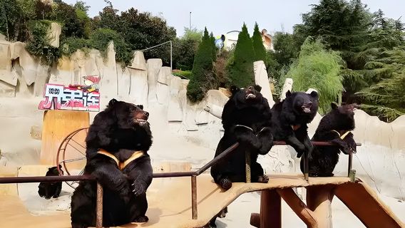 青島日遊