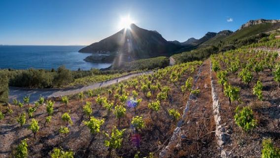 Wine tasting tour in Pelješac Peninsula and Ston visit