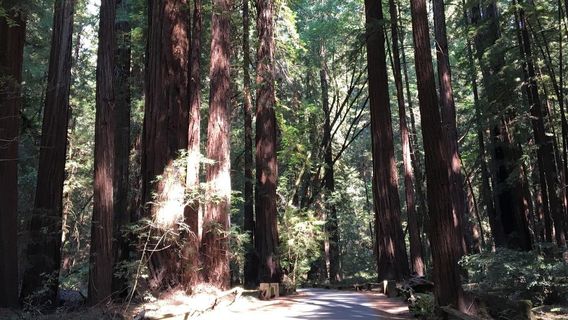 Mill ValleyTours