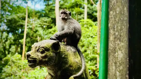 探索烏布:全包式猴子森林、梯田、瀑布及更多