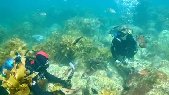 นิวซีแลนด์วาร์กเวิร์ธดำน้ำแบบสกูบาได้รับการรับรอง 9 ชั่วโมง [Hammerhead Experience Dive Charter]