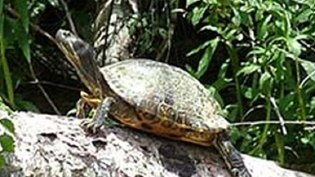 Nueva Orleans: Recorrido en barco por el pantano de Honey Island con guía