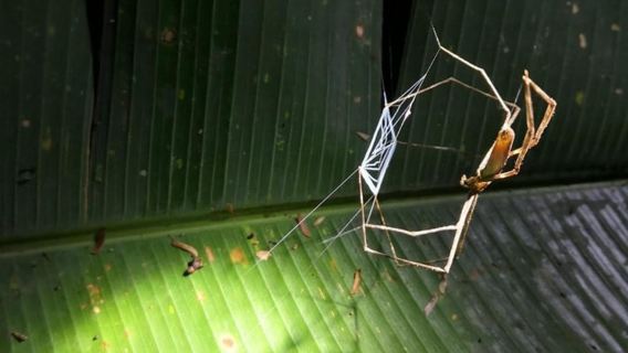 Tortuguero: caminata nocturna por la selva profunda