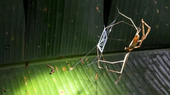 Tortuguero: Nocturnal deep jungle hike