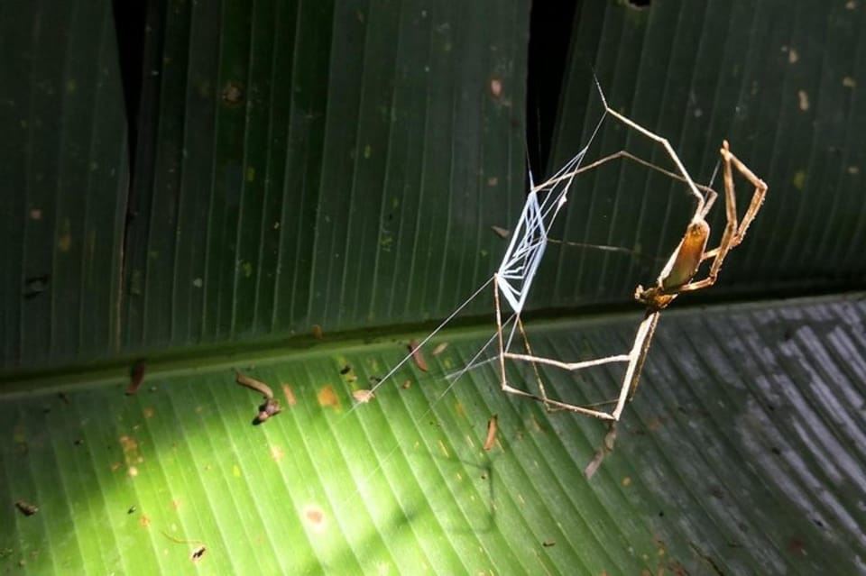 Tortuguero: escursione notturna nella giungla profonda
