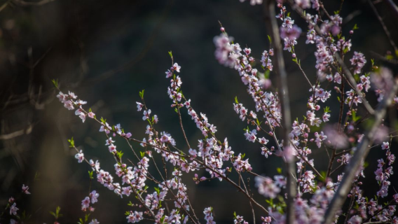 【旅小皖／私人導覽】皖西大裂谷、明清老街一日遊