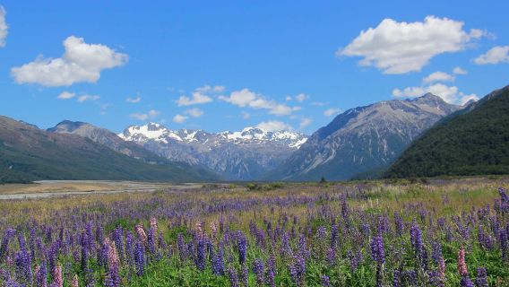 紐西蘭基督城-弗朗茲約瑟夫冰川可定制【中文專車-愜意舒適】