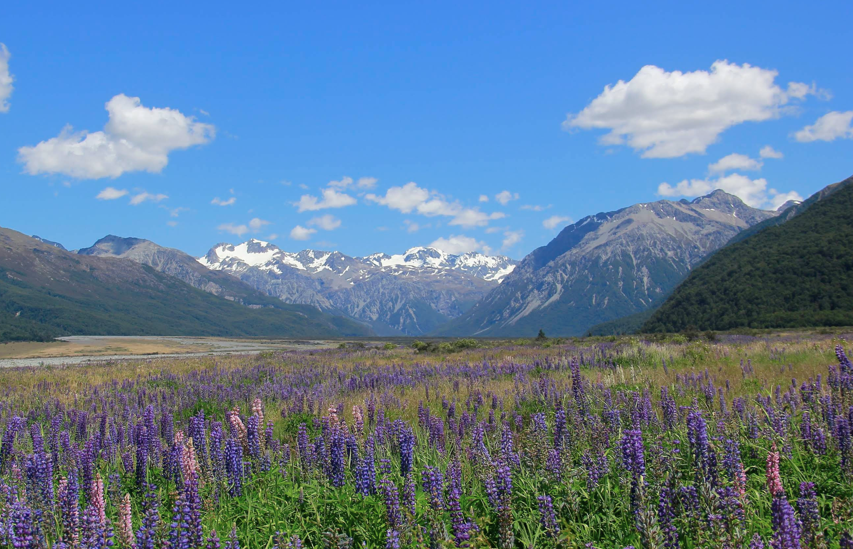 新西蘭基督城-弗朗茲約瑟夫冰川可定制【中文專車-愜意舒適】
