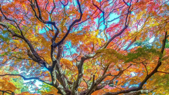 日本福岡塔-百道海濱公園-千如寺-九州國立博物館一日遊包車