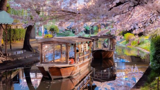 【桜シーズン】京都伏見桃山城+十石舟+背割堤+仁和寺御室桜ワンデーツアー