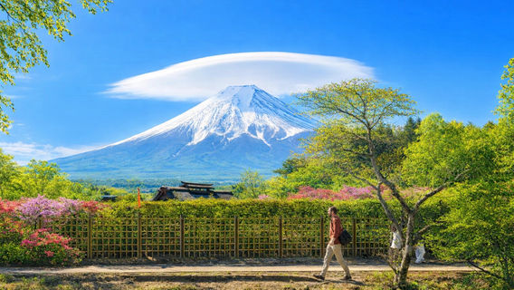 Mount Fuji Cherry Blossom Day TourKawaguchiko • Yamanakako